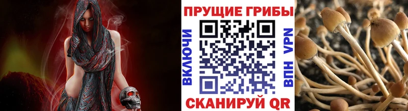 цены Тотьма Галлюциногенные грибы MAGIC MUSHROOMS